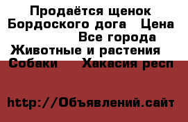 Продаётся щенок Бордоского дога › Цена ­ 37 000 - Все города Животные и растения » Собаки   . Хакасия респ.